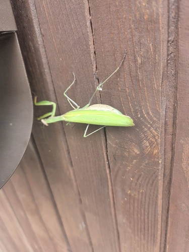 European Mantis