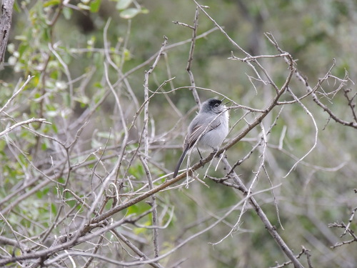 Black-tailed Gnatcatcher