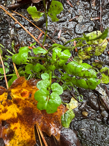 Cardamine pensylvanica observed 2026-10-14