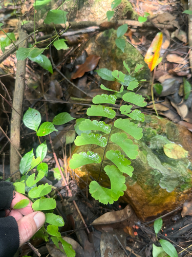Adiantum philippense observed 2026-09-27