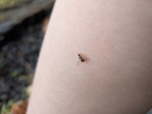 olive fruit fly