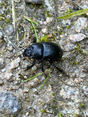 Woodland Dor Beetle