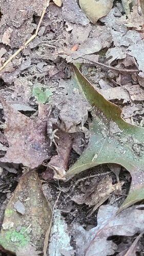 Fowler's Toad observed by mgmeg