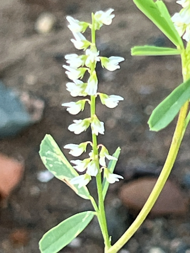 White Sweetclover