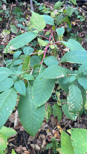 American pokeweed