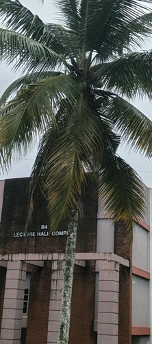 coconut palm