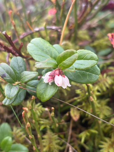 Lingonberry
