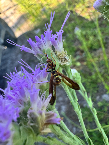 Brown Wasp Mantidfly