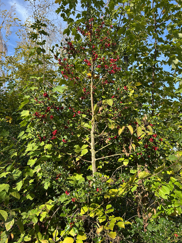 European holly