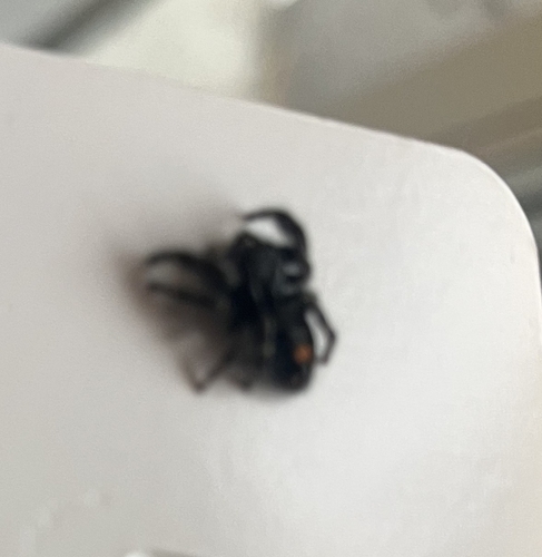 Bold Jumping Spider