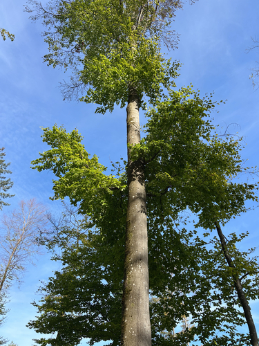 European beech