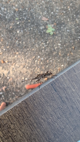 Western Conifer Seed Bug