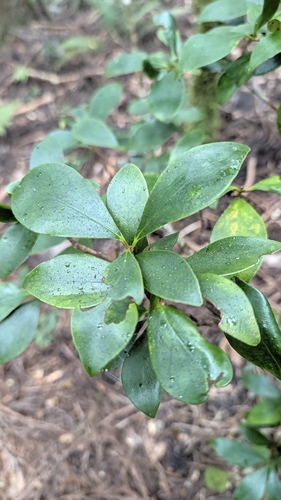 Ternstroemia observed 2026-10-15