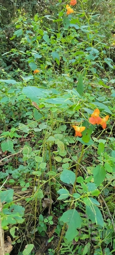common jewelweed