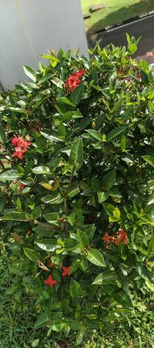 Jungle flame