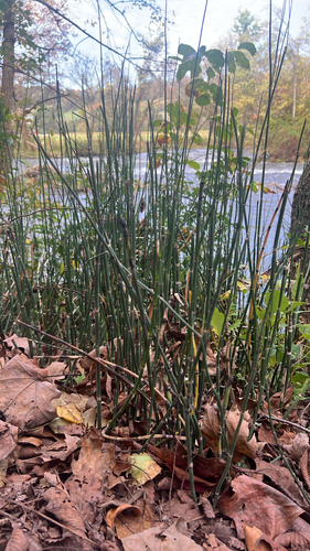 rough horsetail