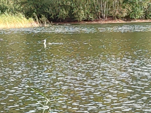 Great Crested Grebe