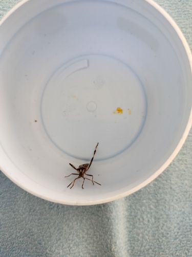 Western Conifer Seed Bug