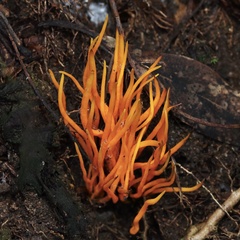 Clavulinopsis sulcata