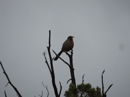 Crissal Thrasher