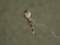 Uloborus diversus