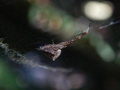 Uloborus diversus