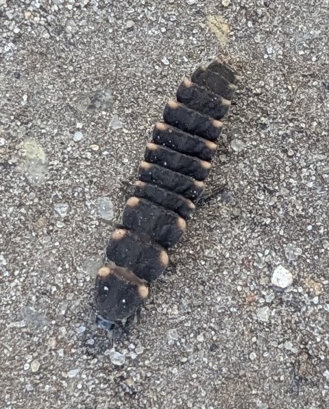 European Glow-worm