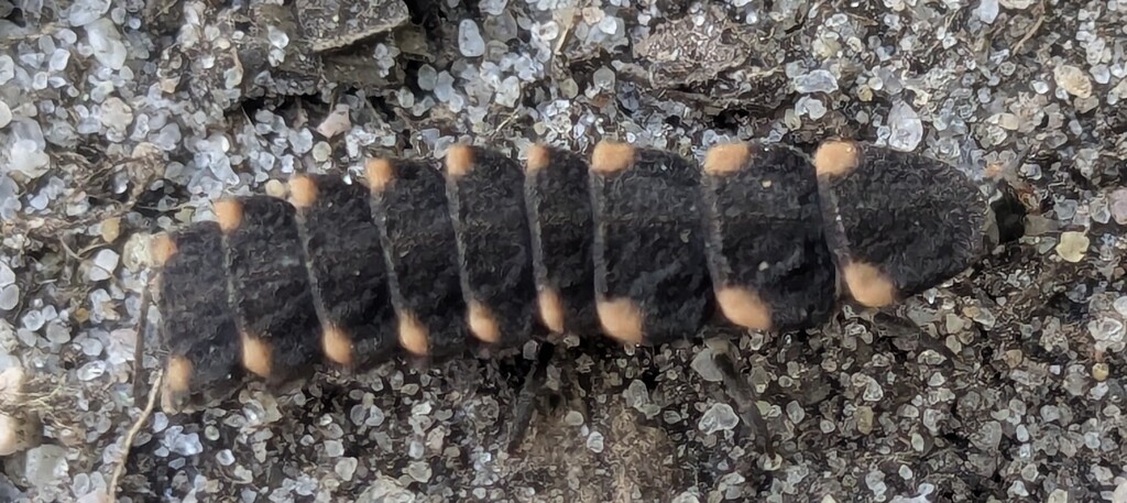 European Glow-worm