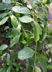 Frangula purshiana ultramafica