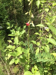 Tephrosia onobrychoides