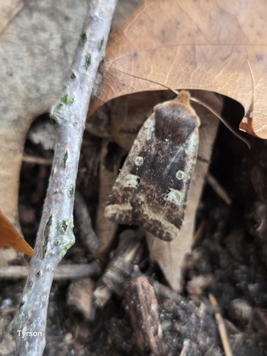 Red-headed Chestnut