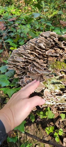 turkey-tail