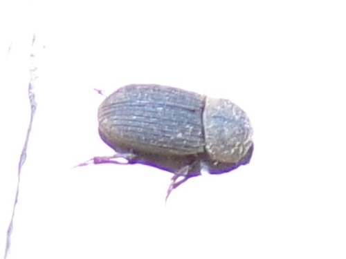 Ataenius imbricatus