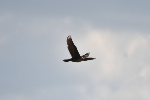 Double-crested Cormorant