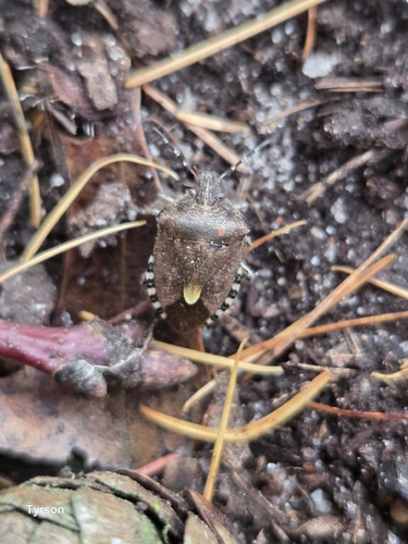 Sloe Bug
