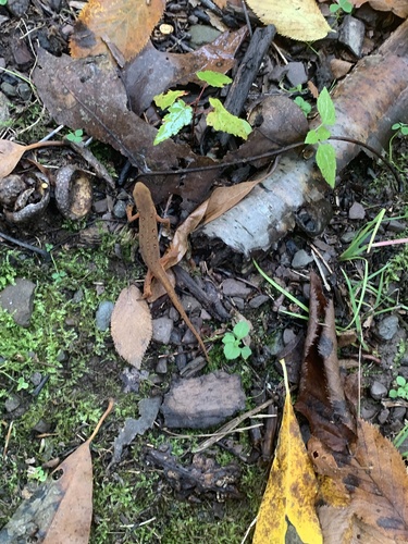 Eastern Newt