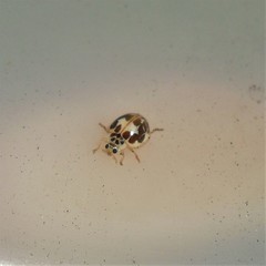 Psyllobora confluens