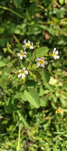 Lavender Sorrel