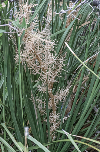 Foothill Beargrass