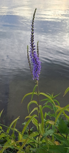 Long-leaved Speedwell
