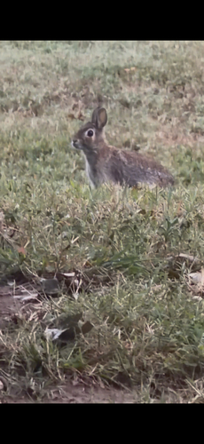 Eastern Cottontail