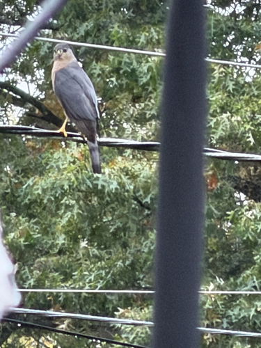 Cooper's Hawk