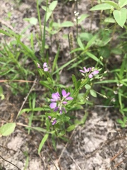 Polygala polygama