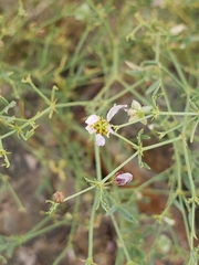 Fagonia laevis