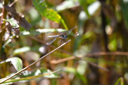 Blue Dasher