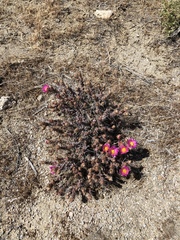 Micropuntia pulchella