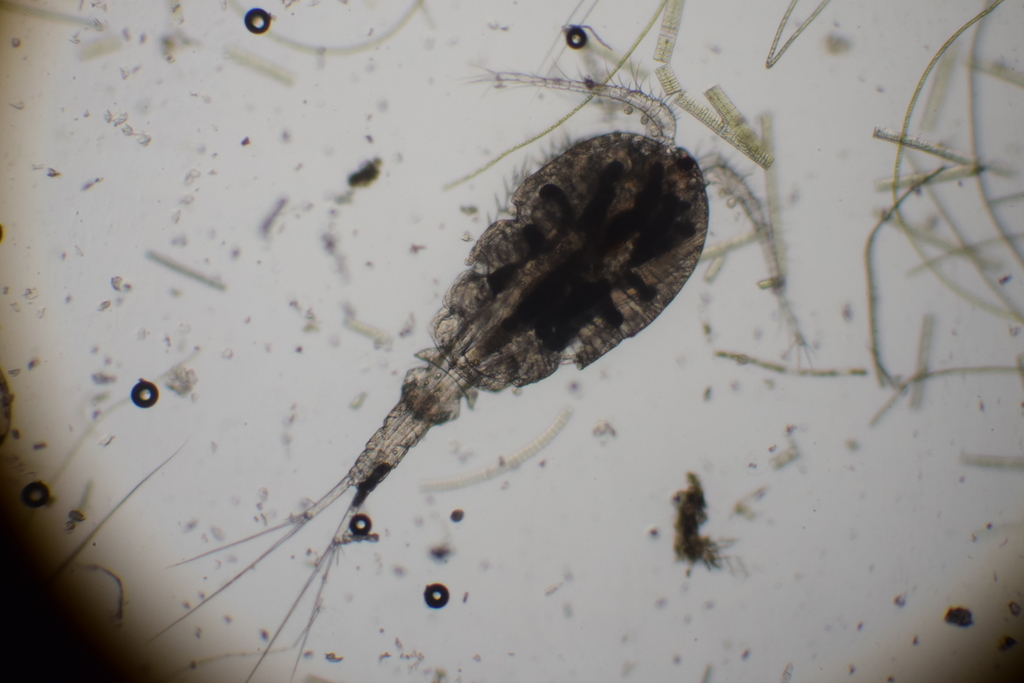 Cyclops insignis