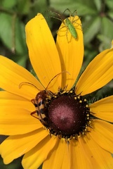 Strangalia sexnotata