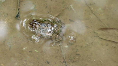 Occidozyga martensii observed 2026-10-15