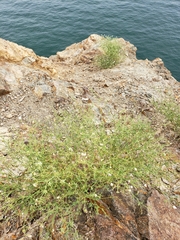 Fagonia laevis